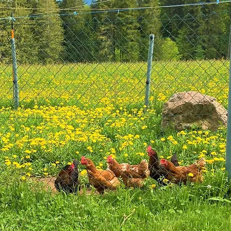 Suessen Haeusle * Breitnau