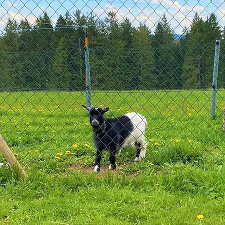 Suessen Haeusle Breitnau